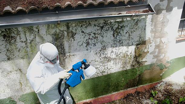 Trusted Mold Remediation service in Brandywine, MD - Cheap Mold Removal